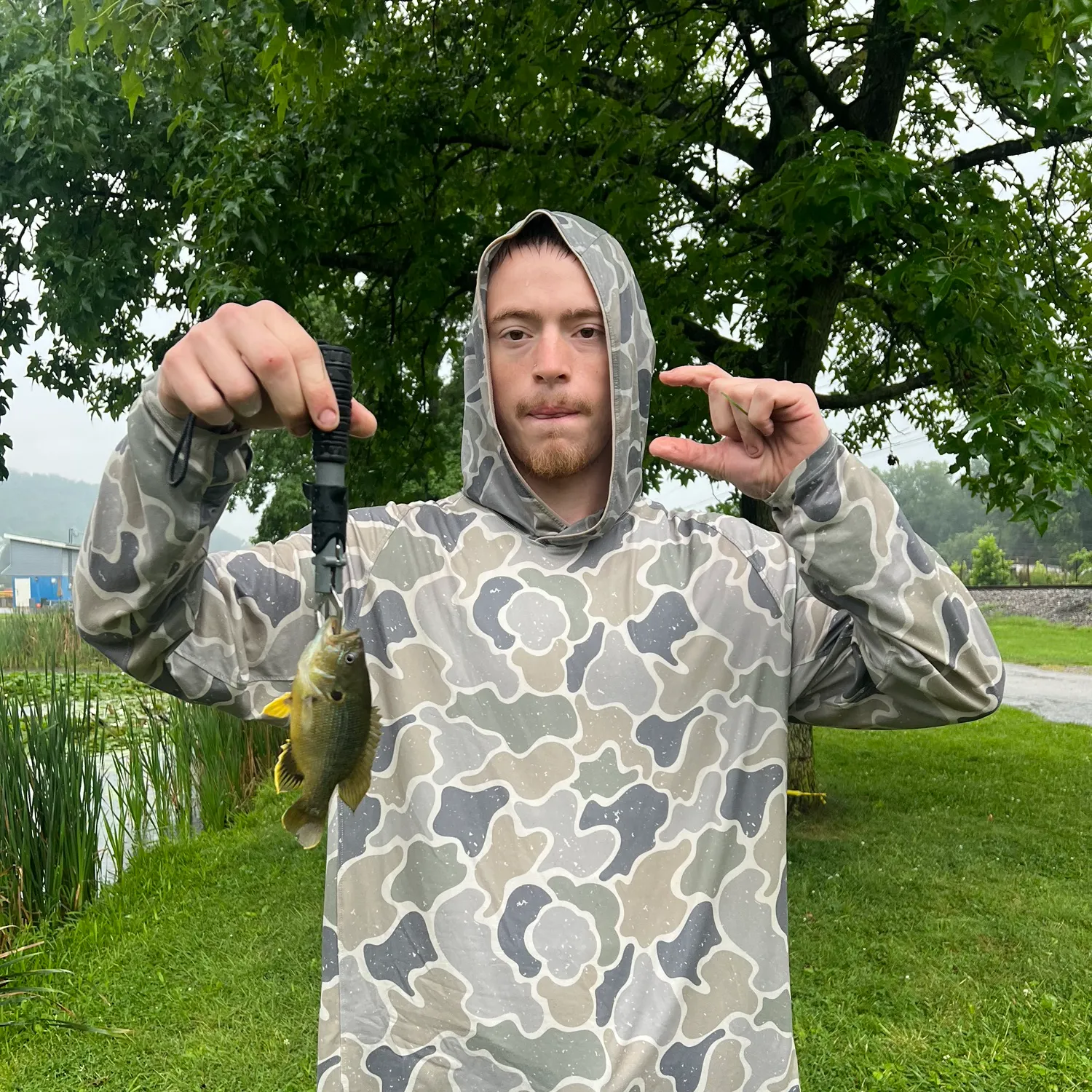 Green sunfish caught on Fishbrain