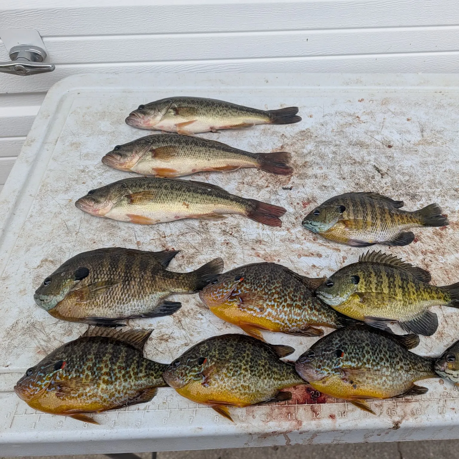 Pumpkinseed caught on Fishbrain