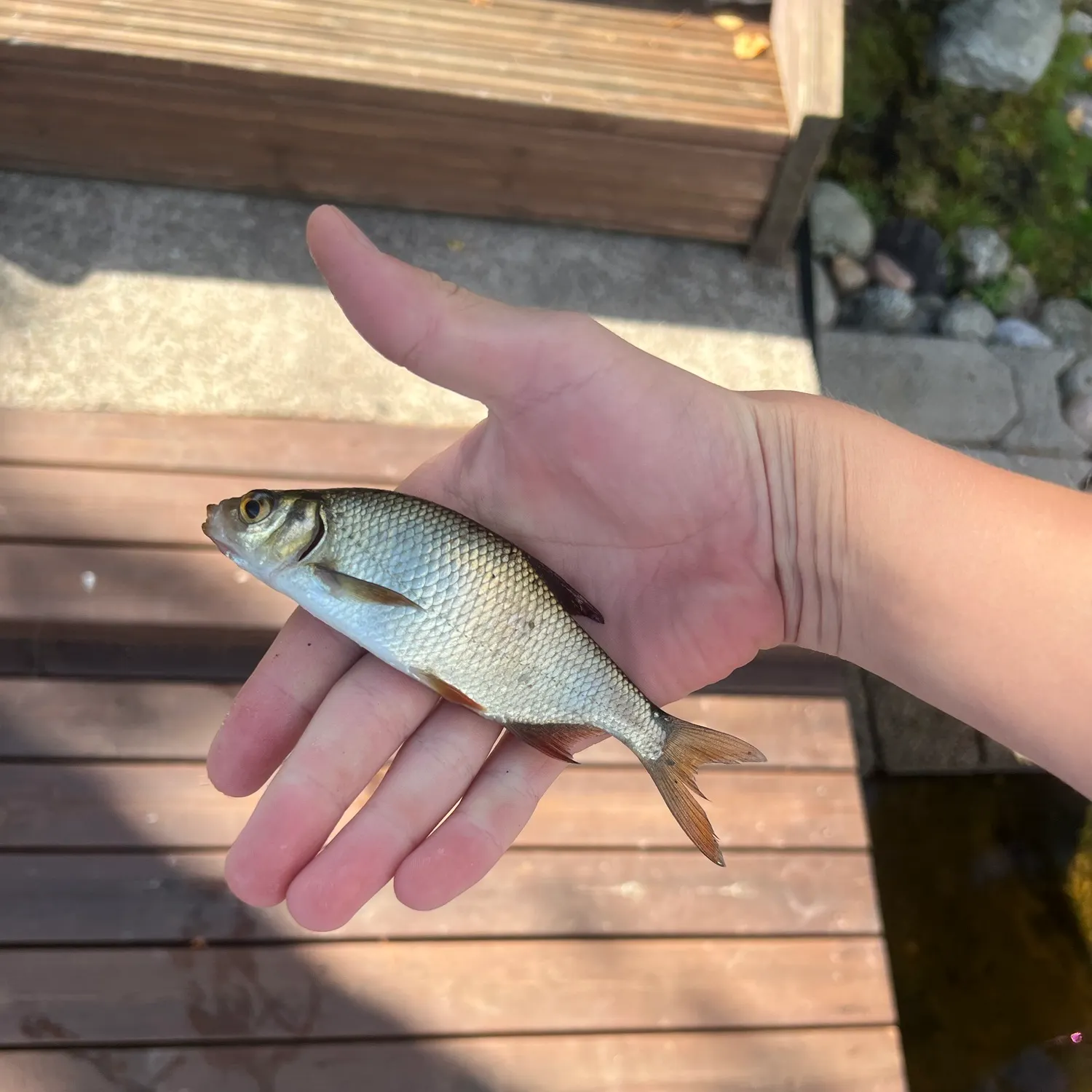 Common roach caught on Fishbrain