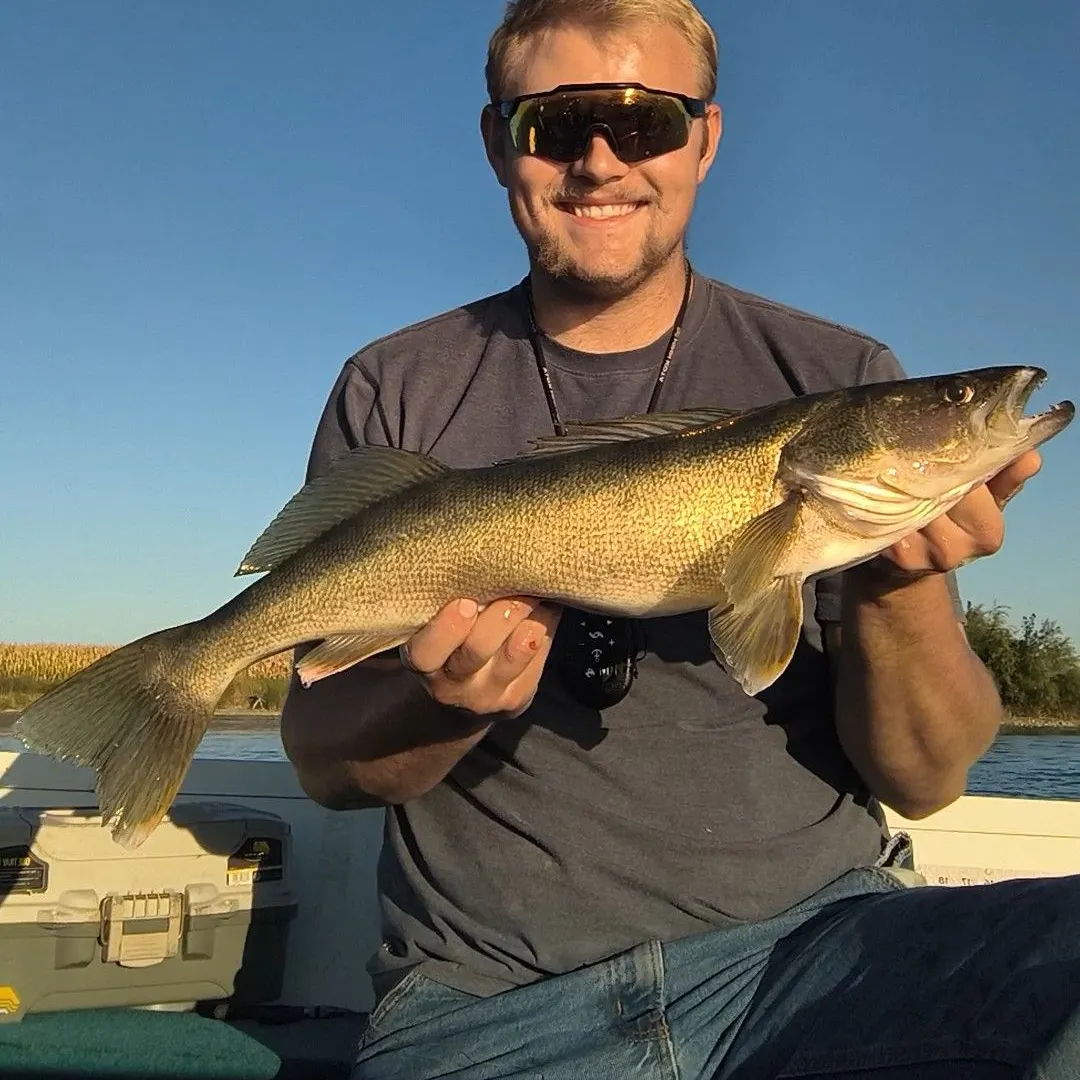 Walleye caught on Fishbrain