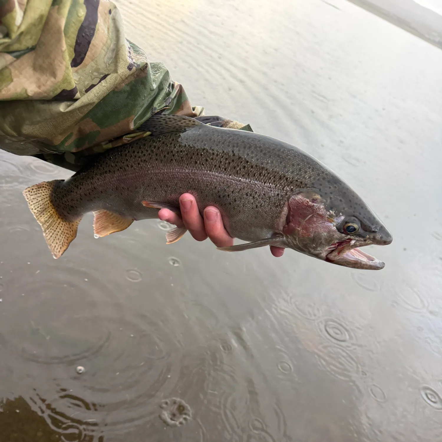 Rainbow trout caught on Fishbrain