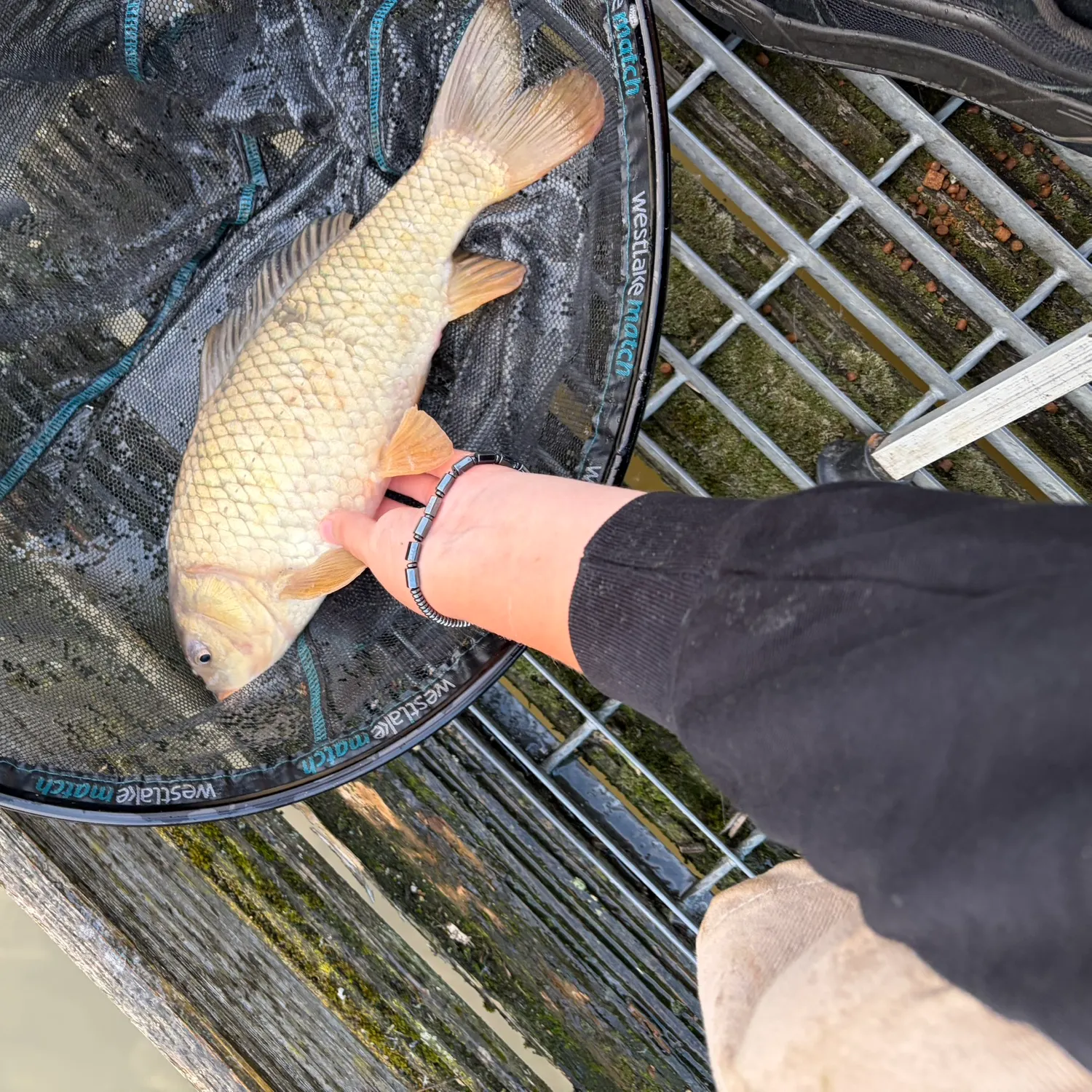 Common carp caught on Fishbrain