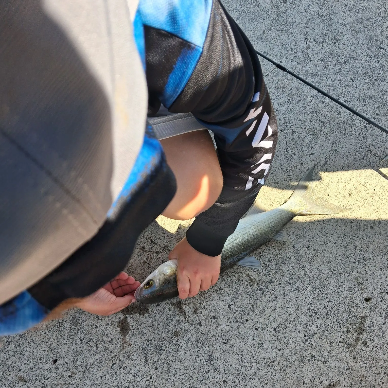 The most recent Striped mullet catches on Fishbrain