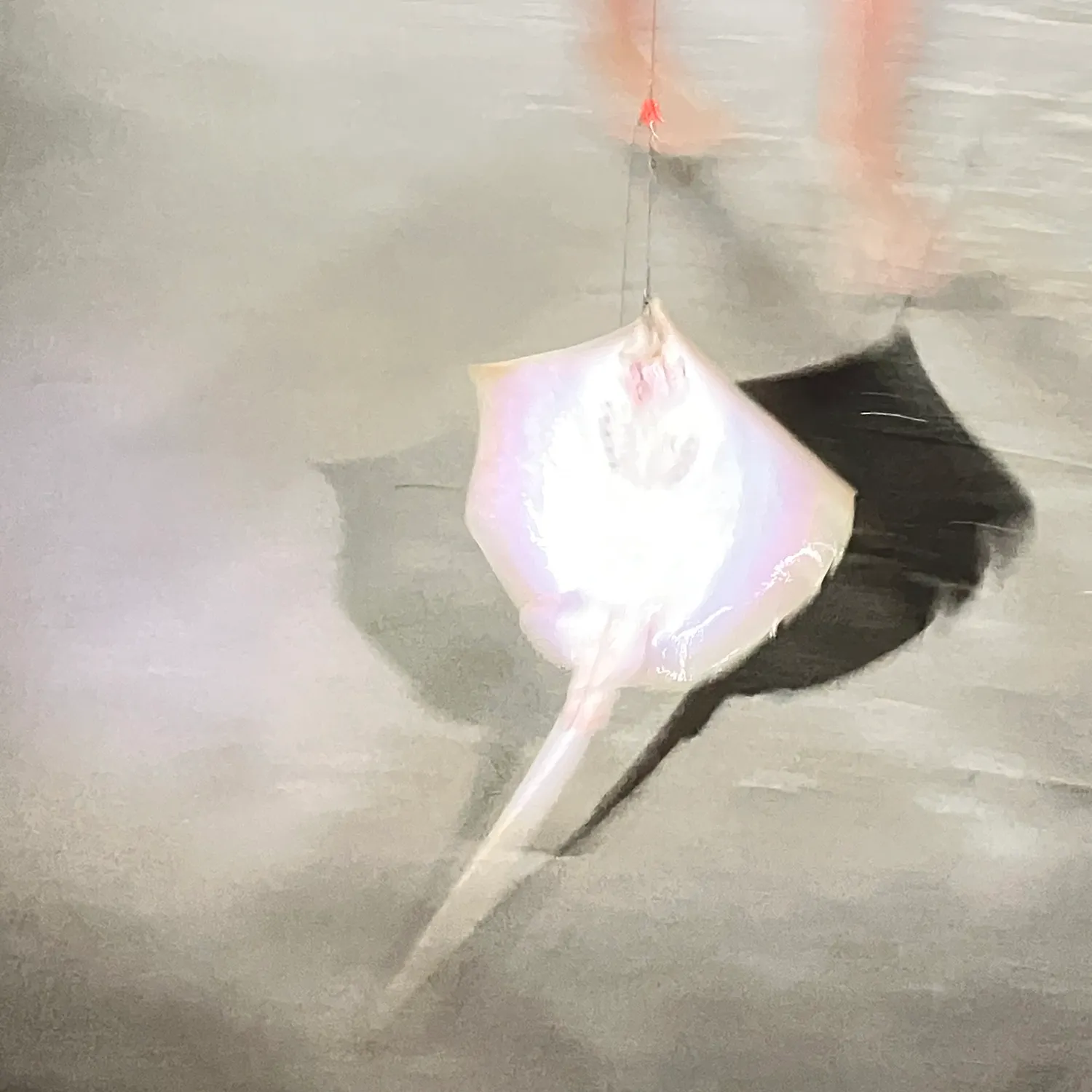 Common stingray caught on Fishbrain
