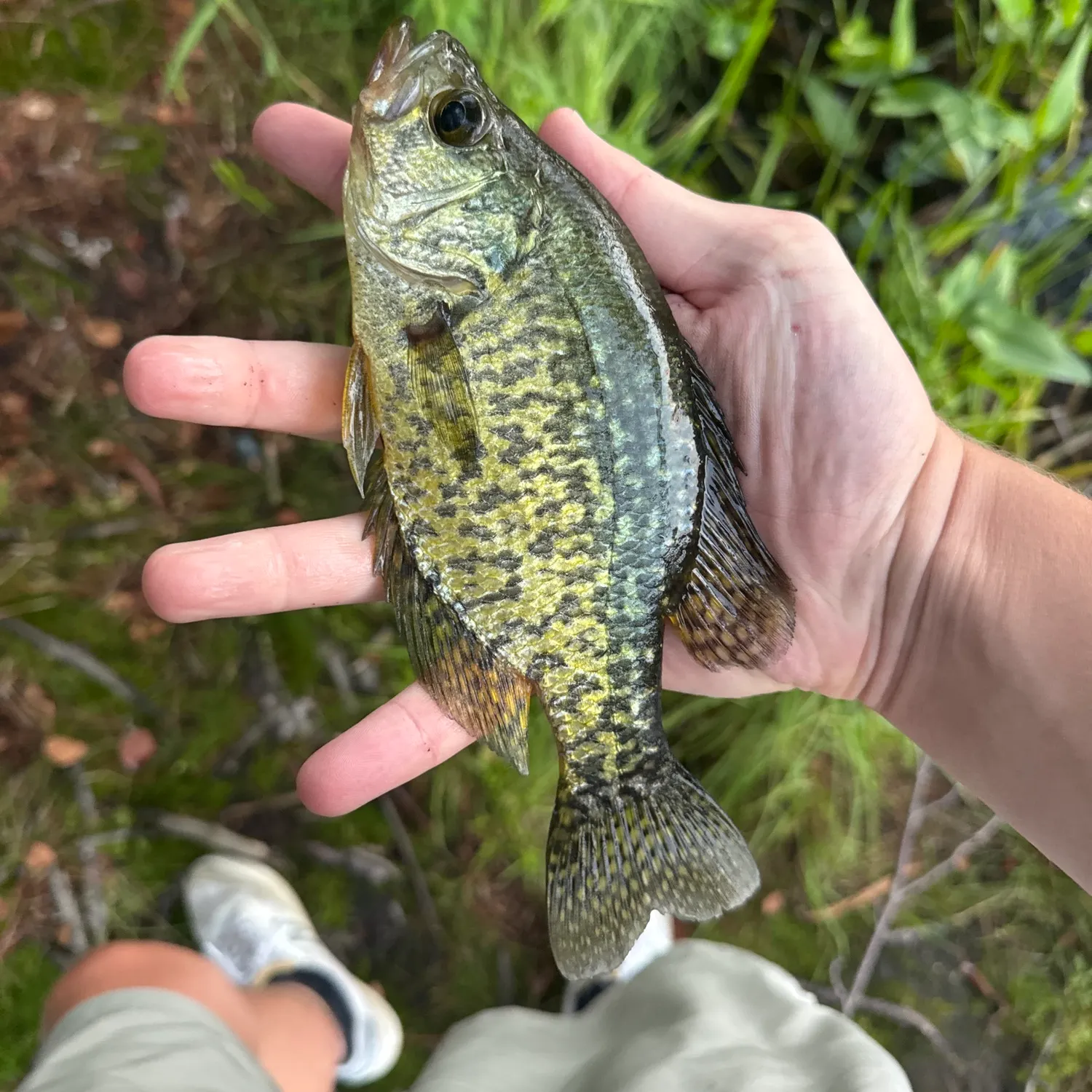 Black crappie caught on Fishbrain