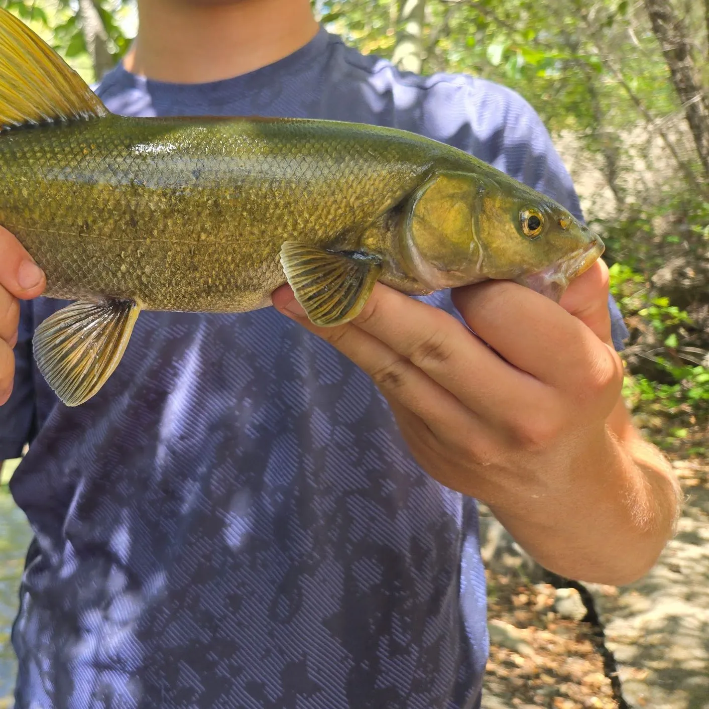 The most recent Sacramento sucker catches on Fishbrain