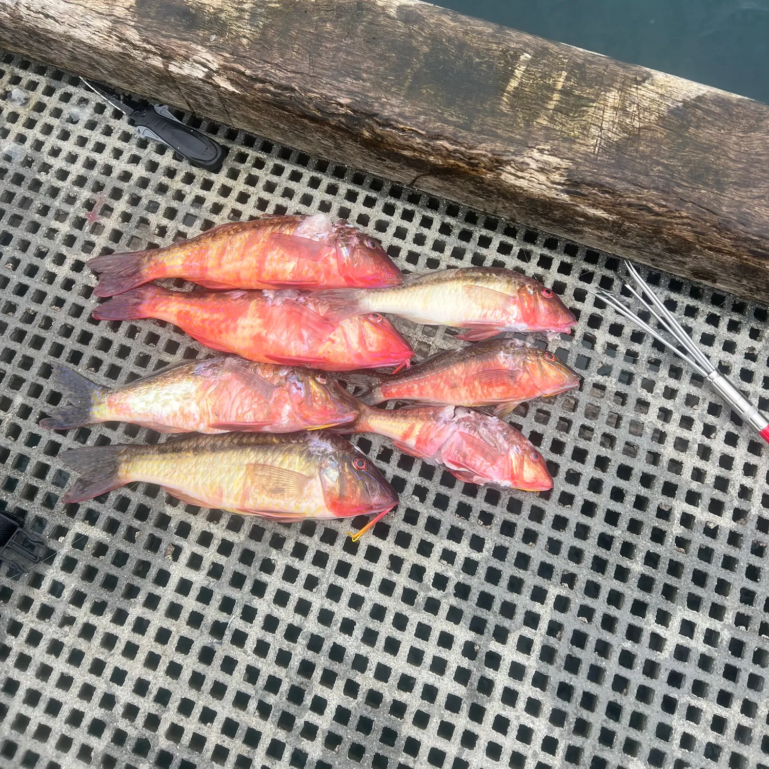 The most recent Red mullet catches on Fishbrain