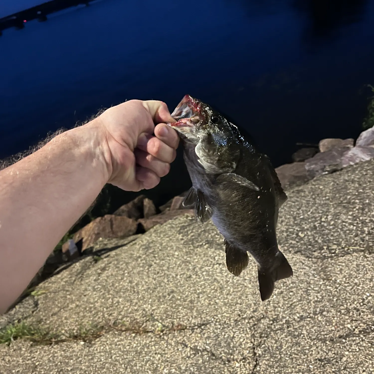 Smallmouth bass caught on Fishbrain