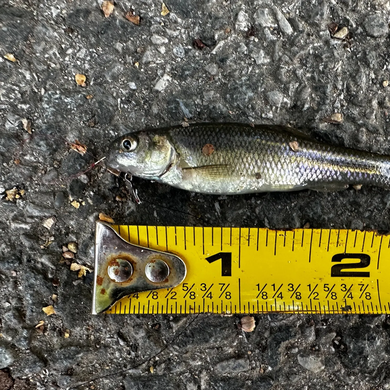 The most recent Fathead minnow catches on Fishbrain