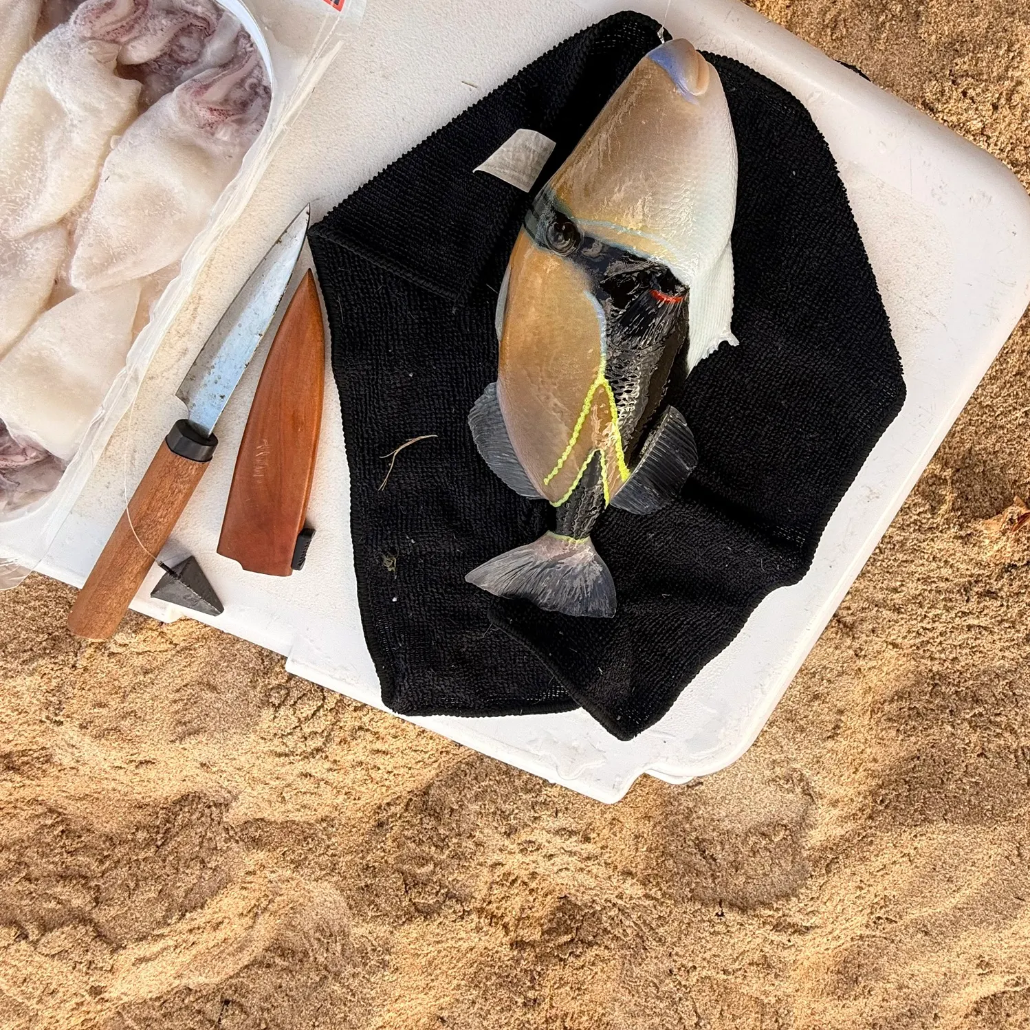 The most recent Wedge-tail triggerfish catches on Fishbrain