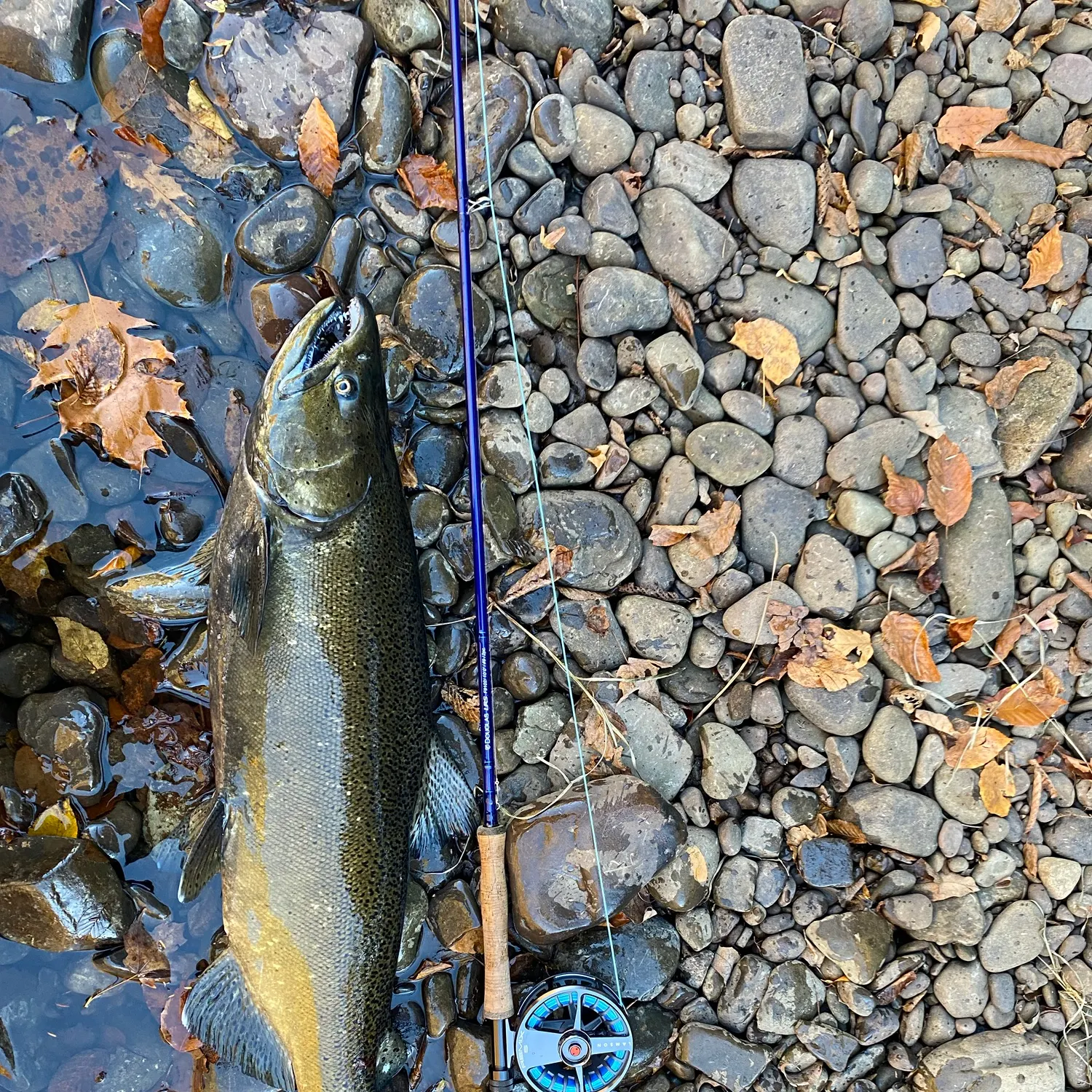 Chinook salmon caught on Fishbrain