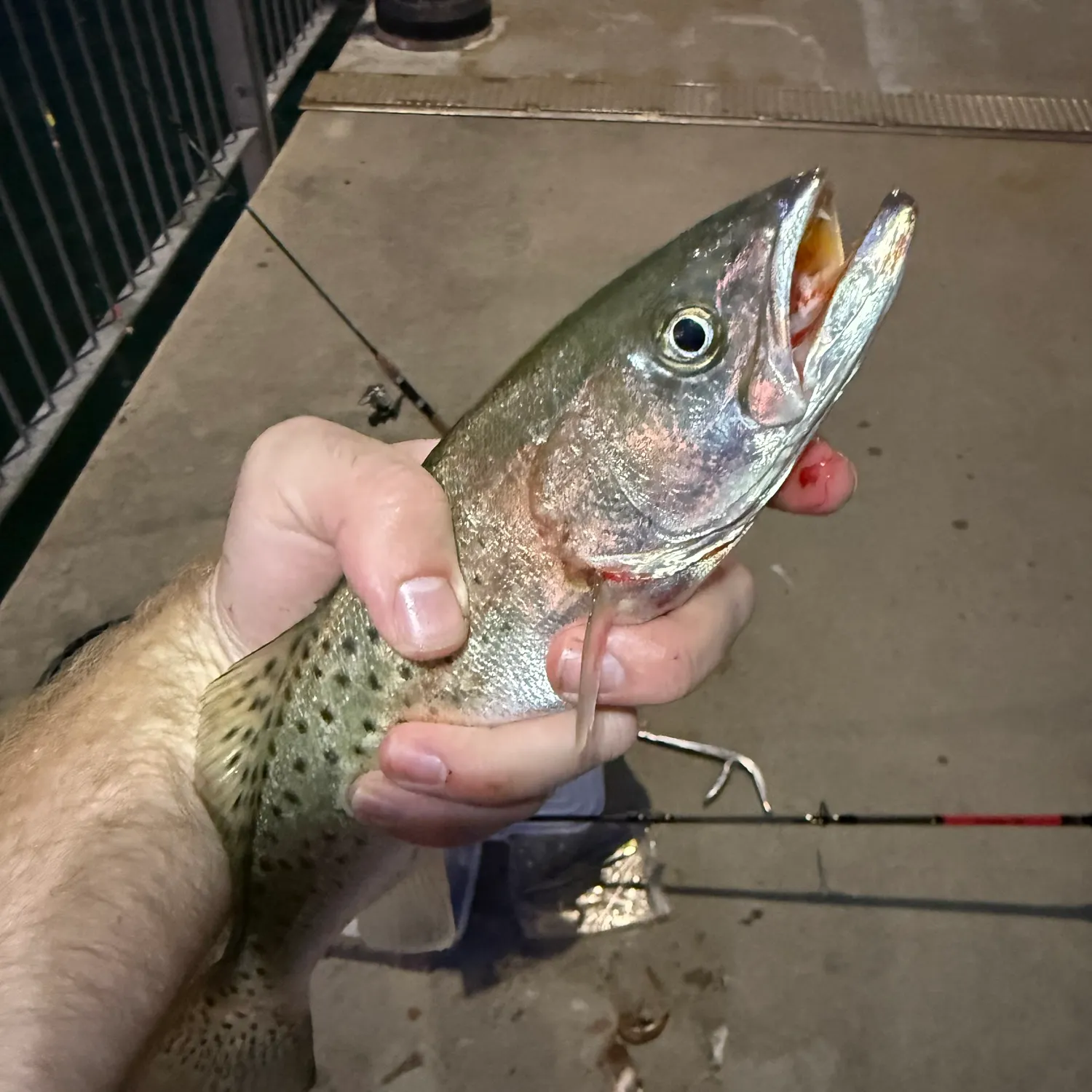 Spotted seatrout caught on Fishbrain