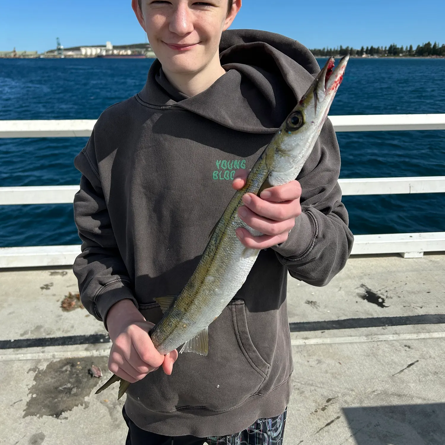 The most recent Australian barracuda catches on Fishbrain
