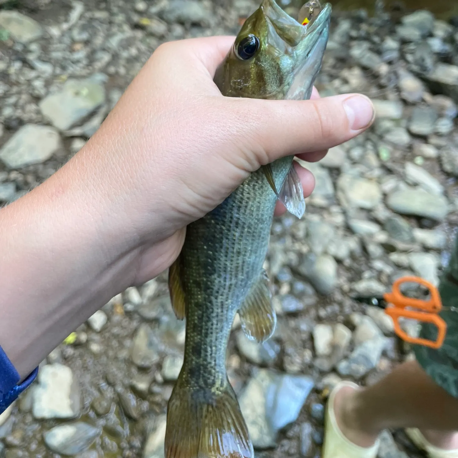 The most recent Tallapoosa bass catches on Fishbrain