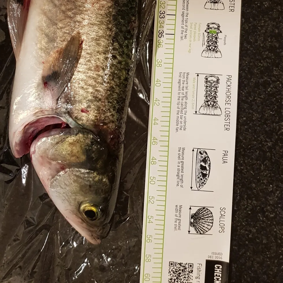 Eastern Australian salmon caught on Fishbrain