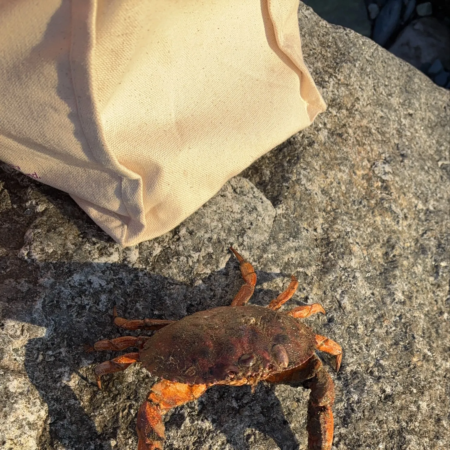 The most recent Jonah crab catches on Fishbrain