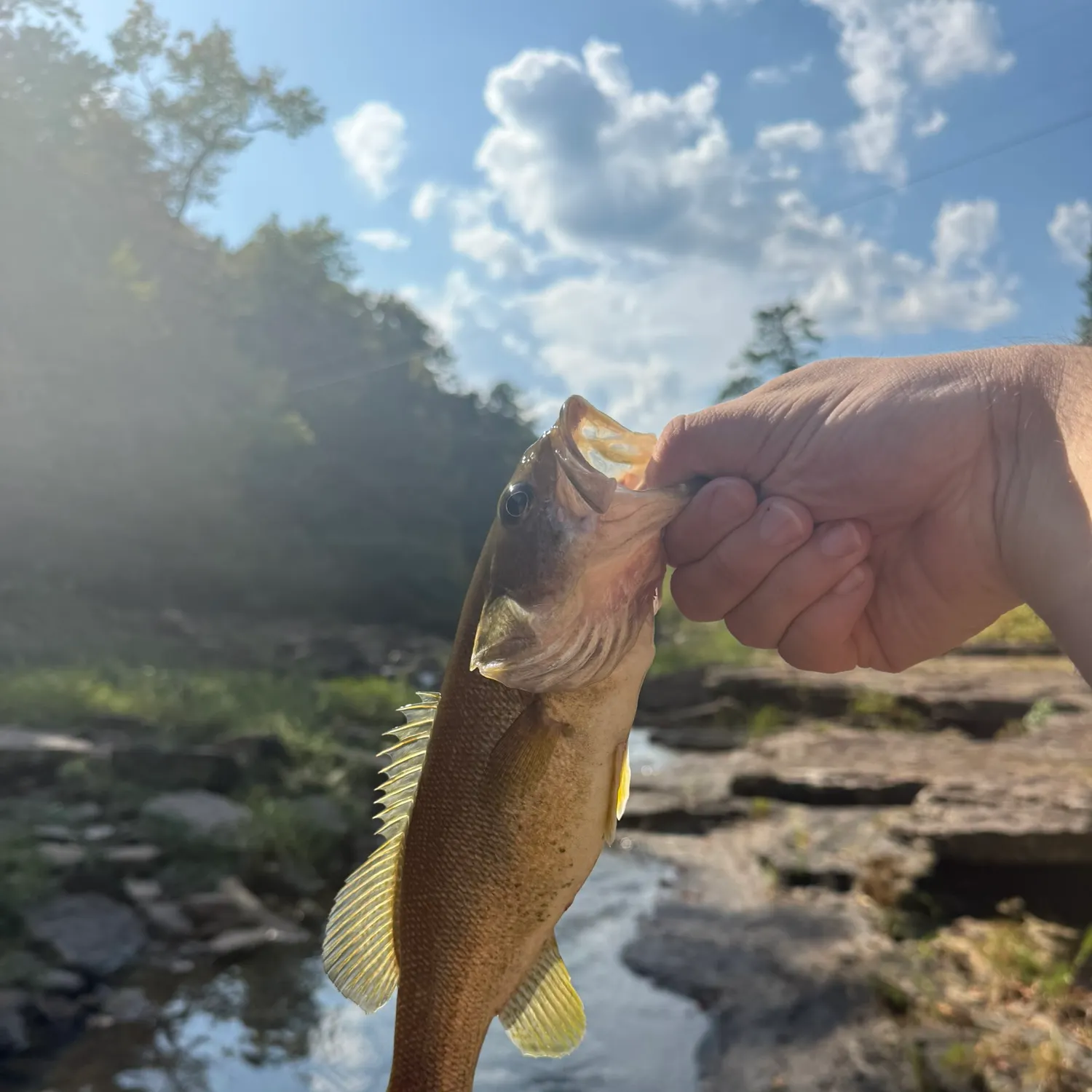 Smallmouth bass caught on Fishbrain