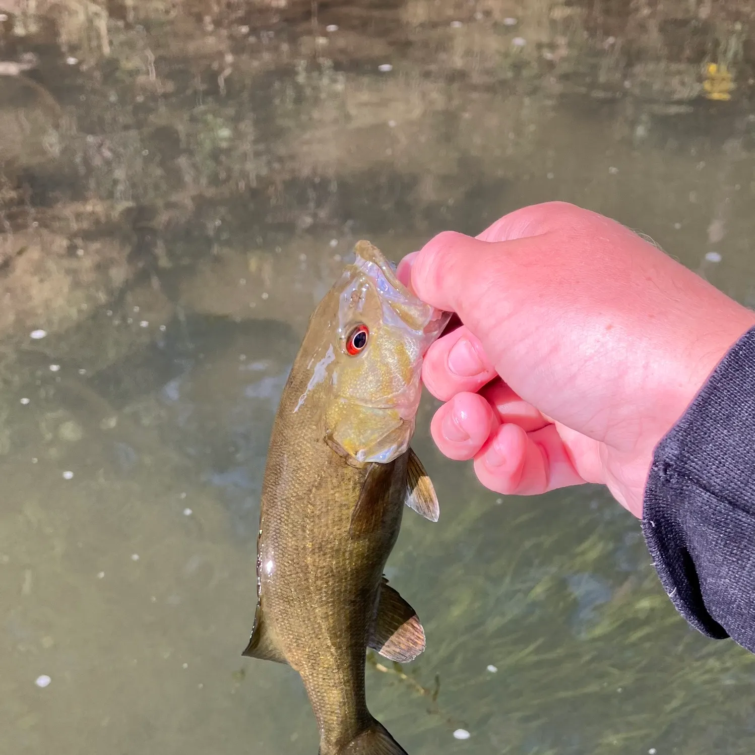 Smallmouth bass caught on Fishbrain