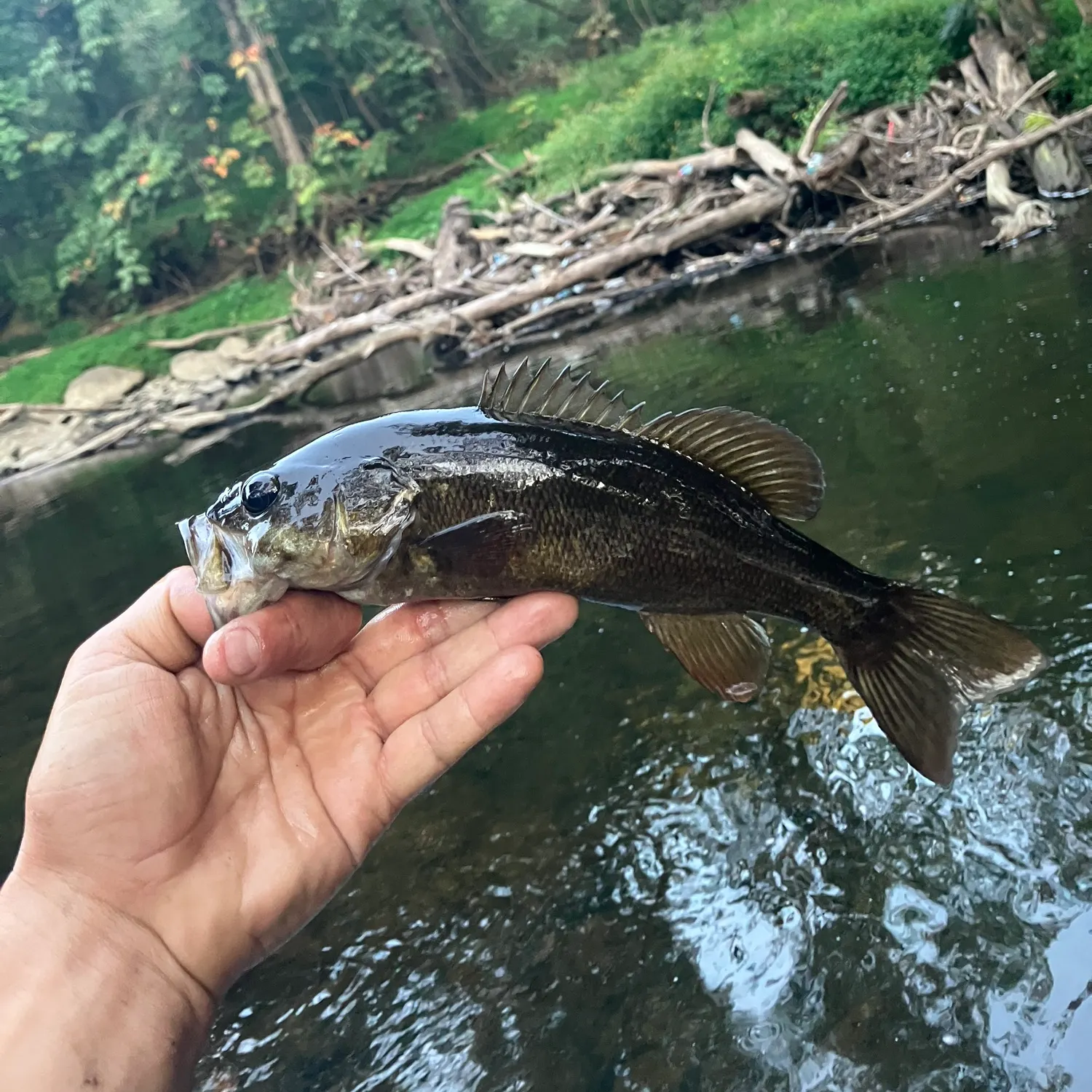 Smallmouth bass caught on Fishbrain