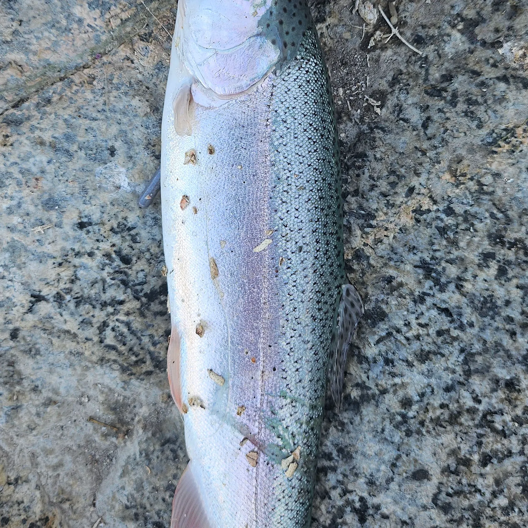 Rainbow trout caught on Fishbrain