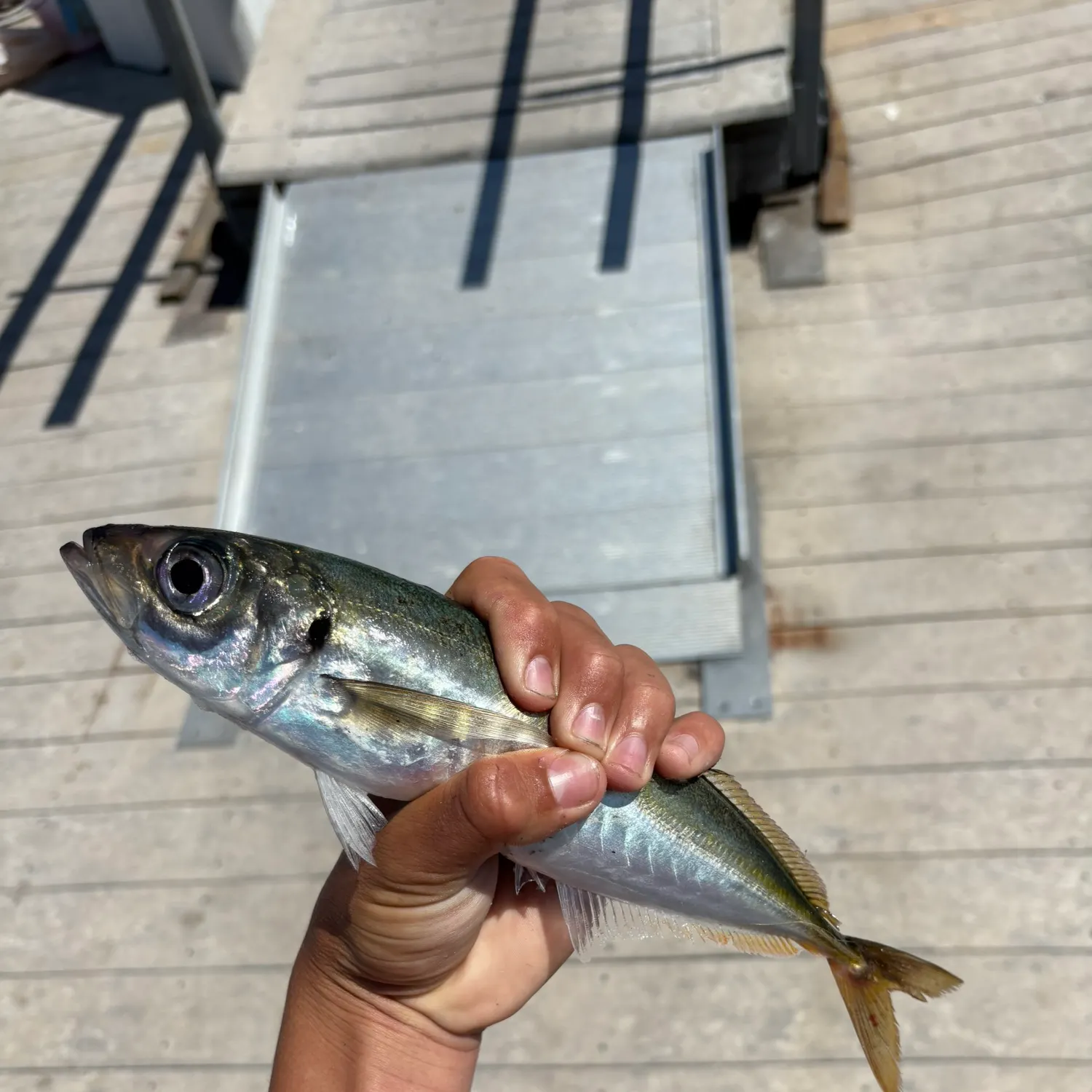 The most recent Blue mackerel catches on Fishbrain