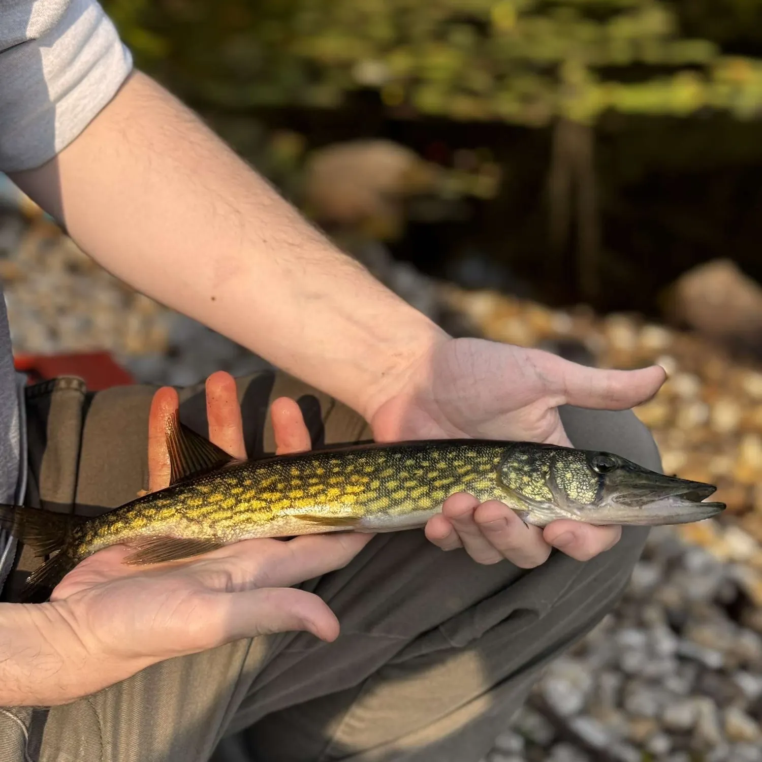 The most recent Chain pickerel catches on Fishbrain