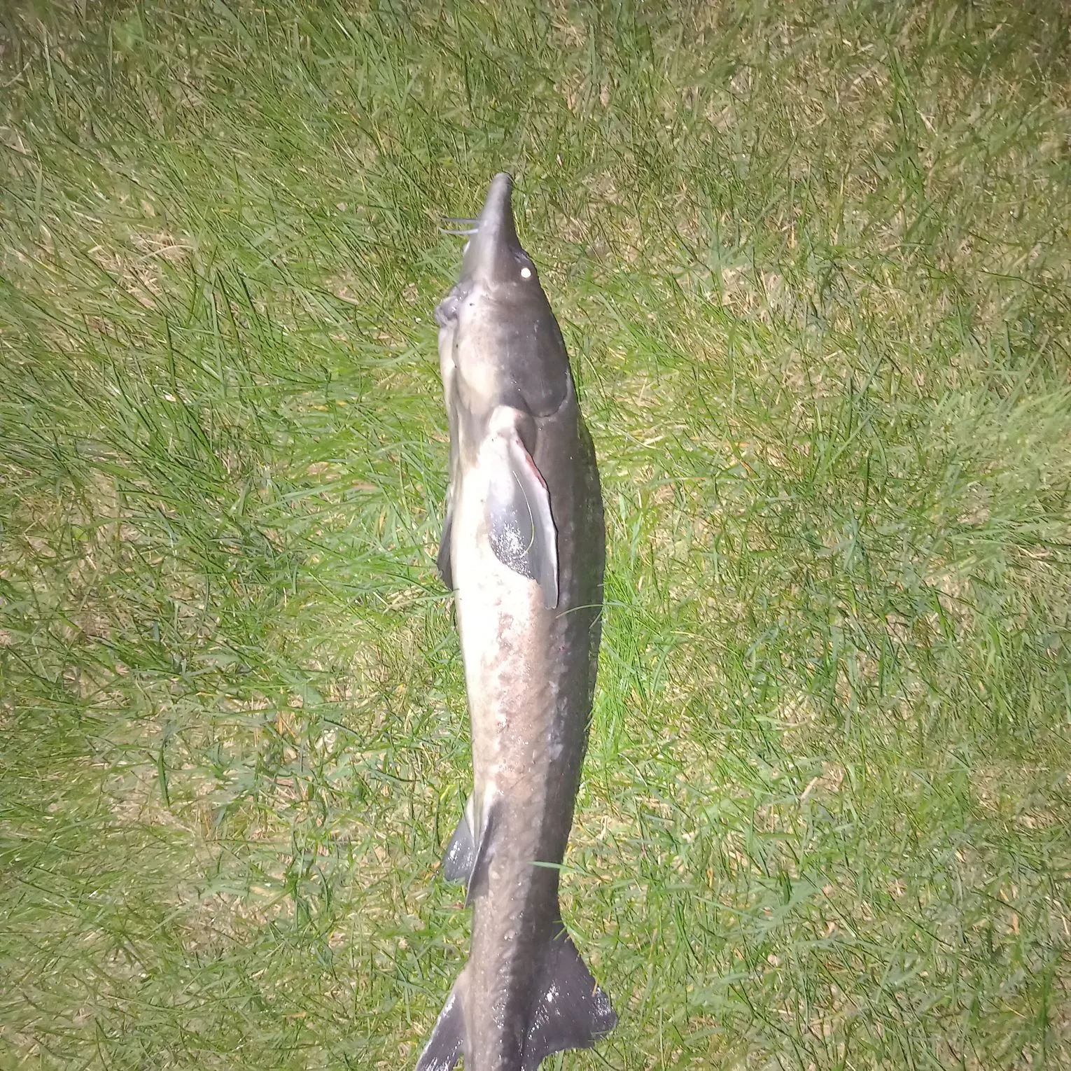 The most recent Russian sturgeon catches on Fishbrain