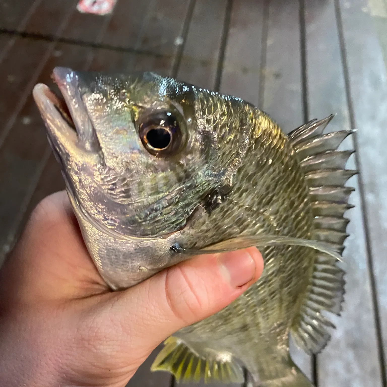 catch