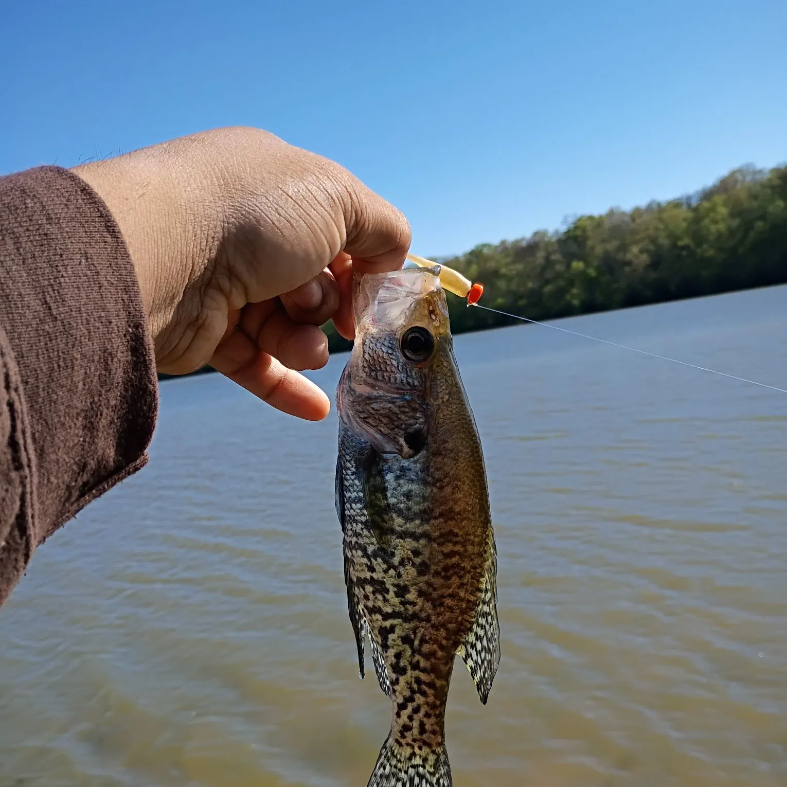 White crappie caught on Fishbrain