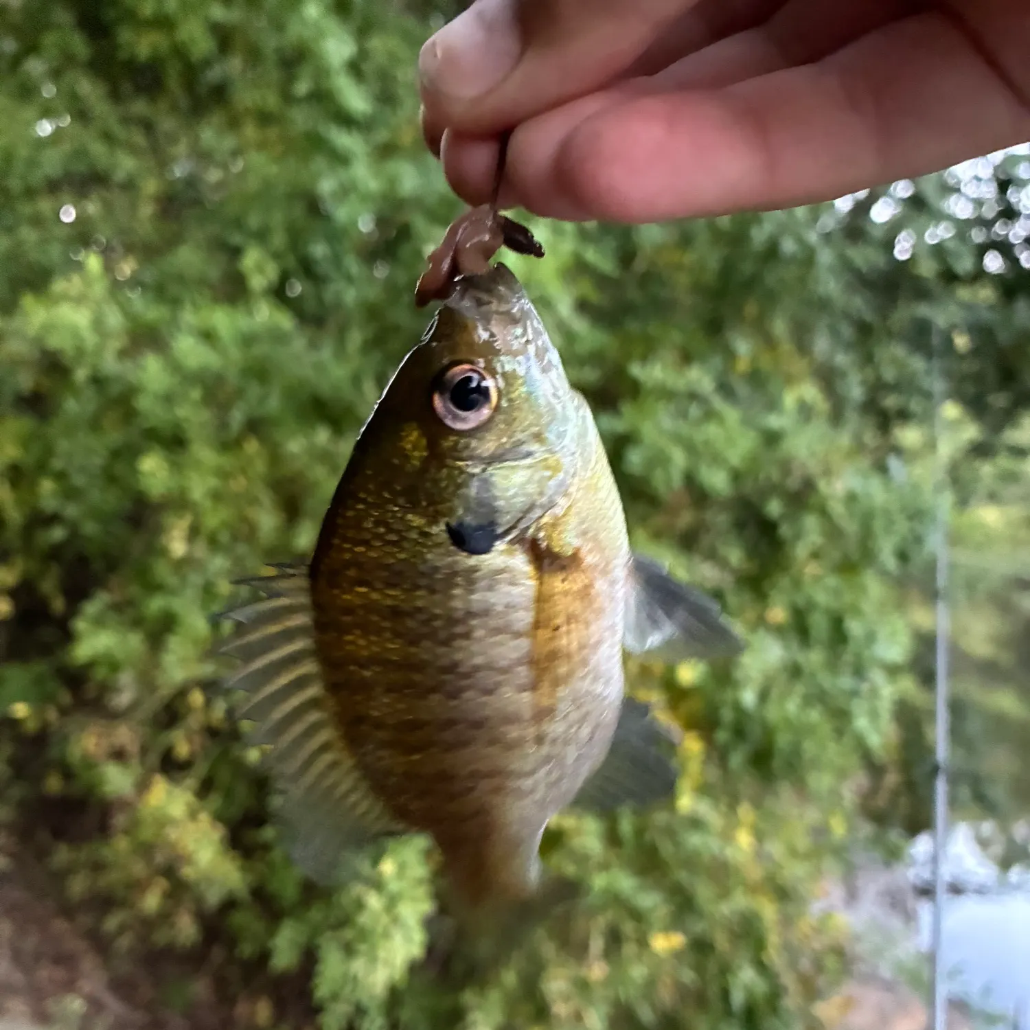 Bluegill caught on Fishbrain