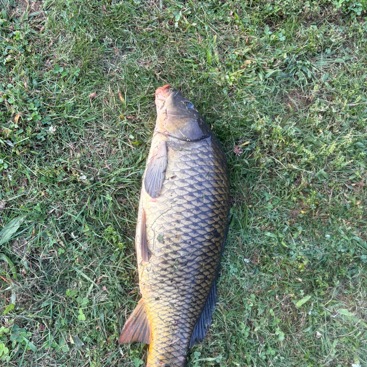 Common carp caught on Fishbrain