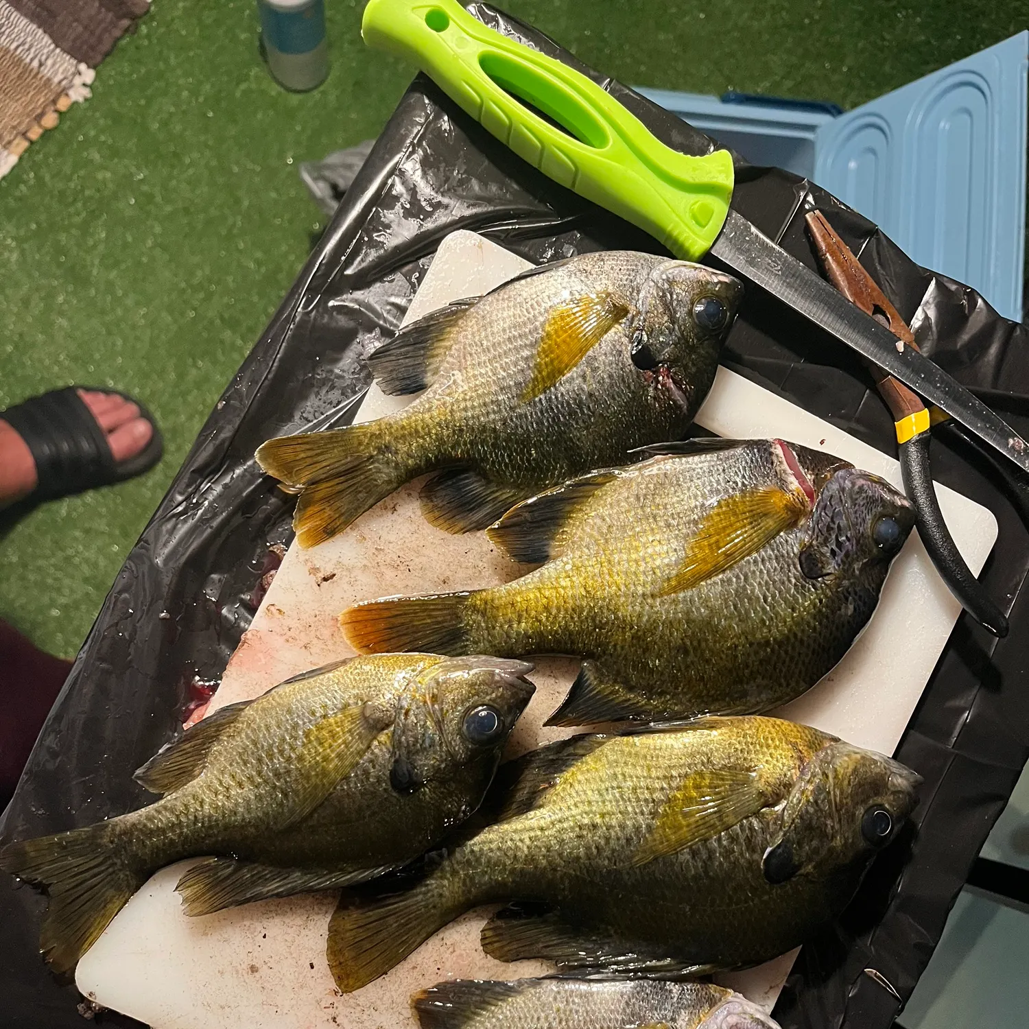 recently logged catches