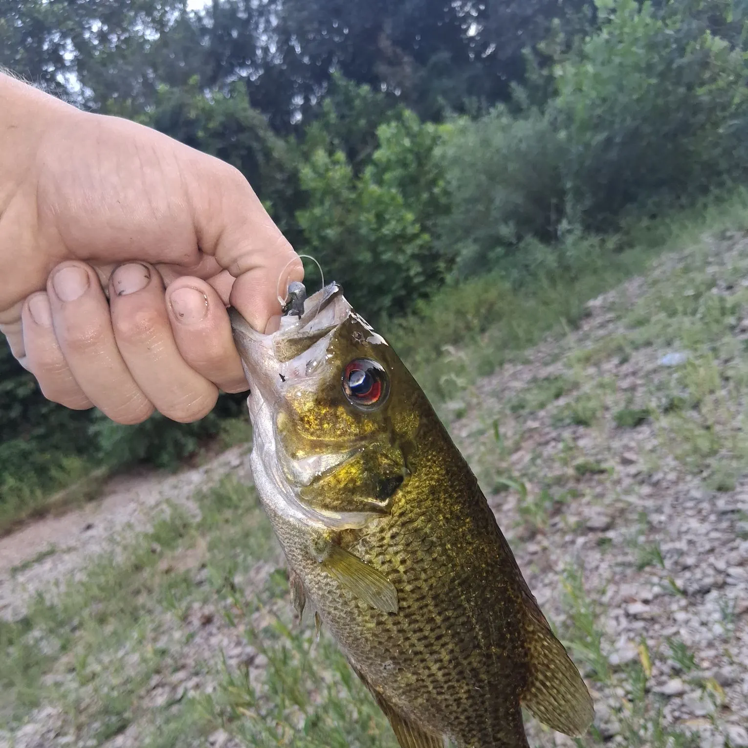 Rock bass caught on Fishbrain