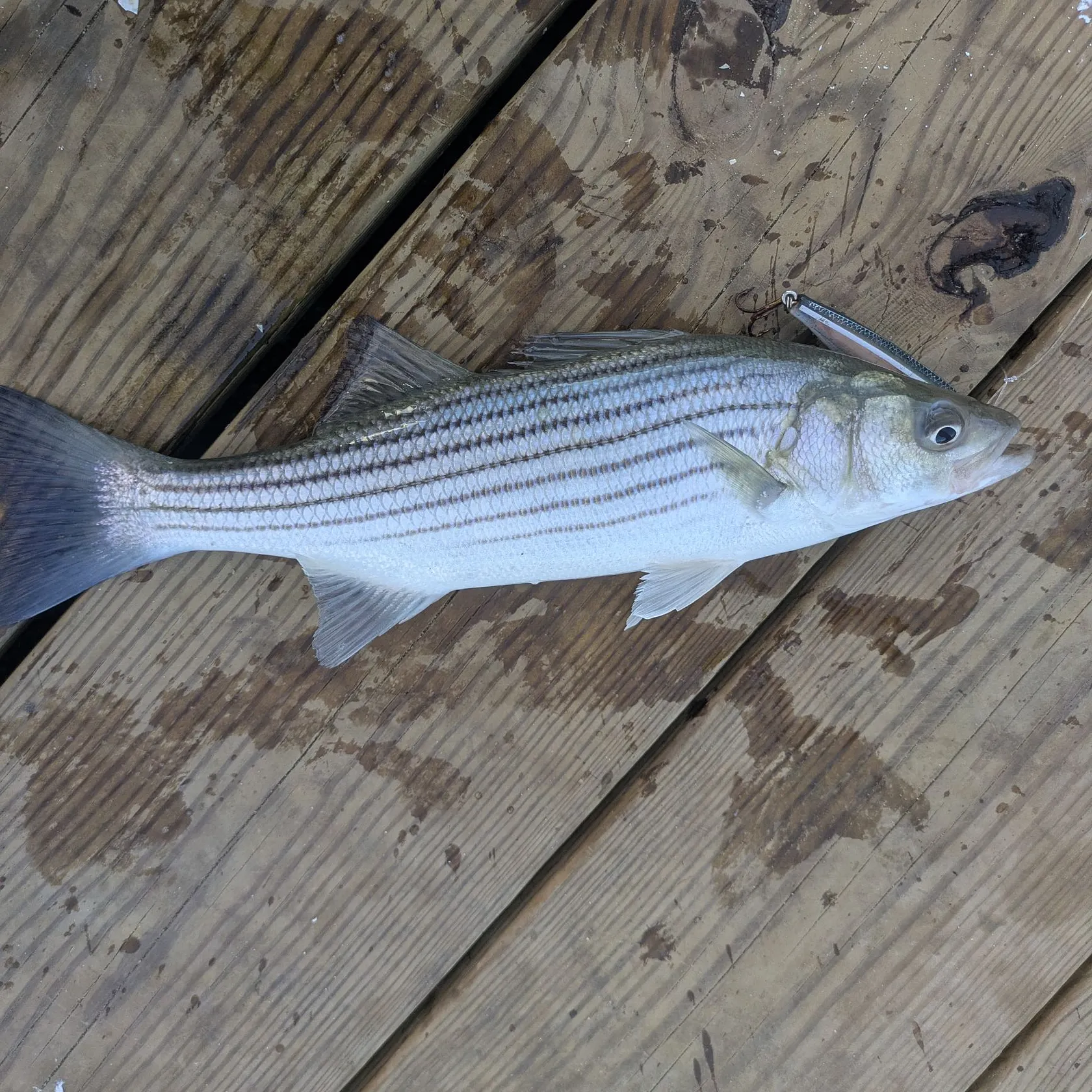 Striped bass caught on Fishbrain