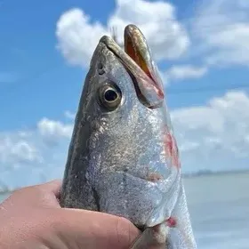Spotted seatrout caught on Fishbrain