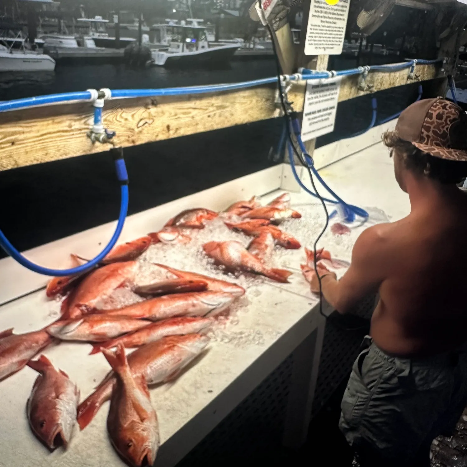 The most recent Northern red snapper catches on Fishbrain