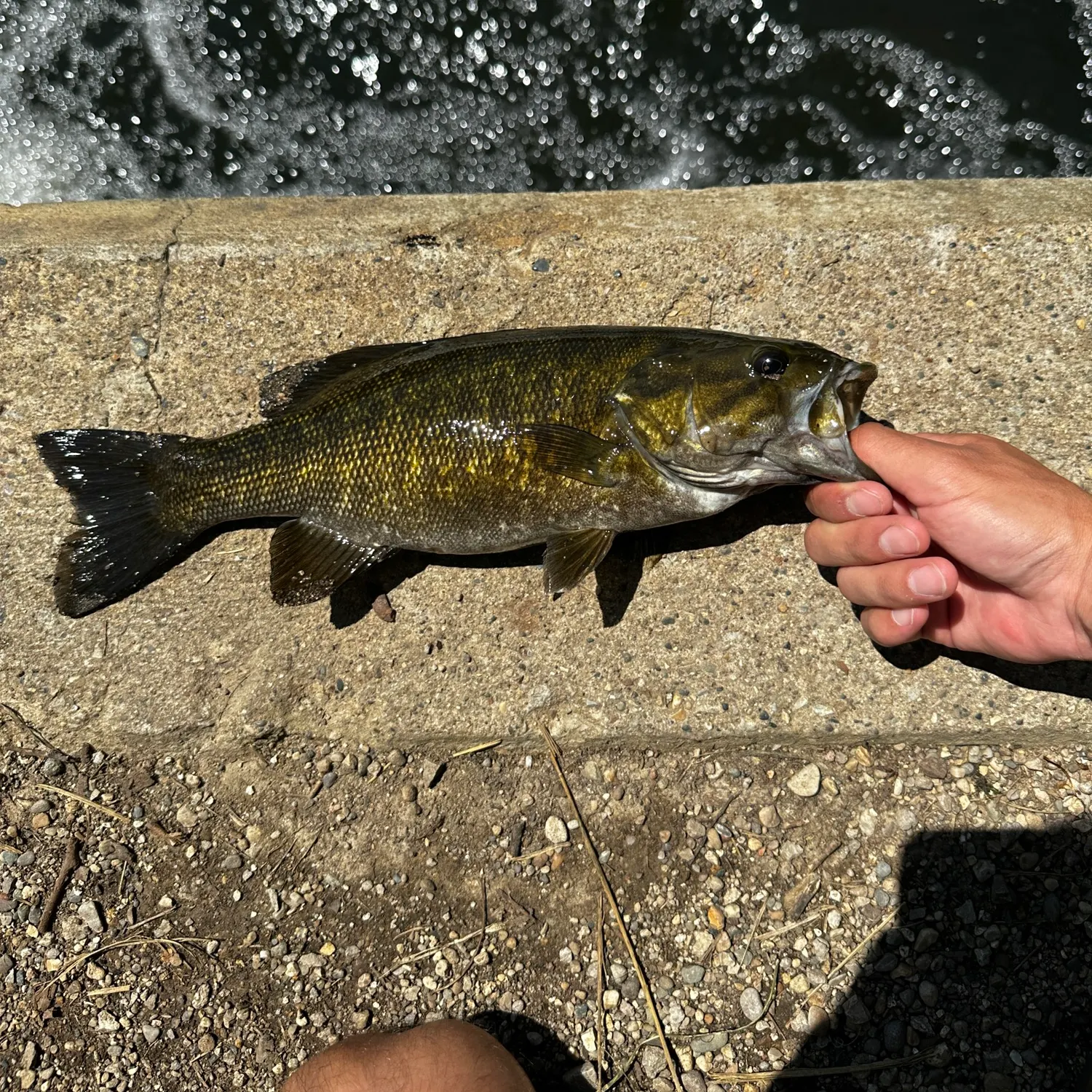 Smallmouth bass caught on Fishbrain