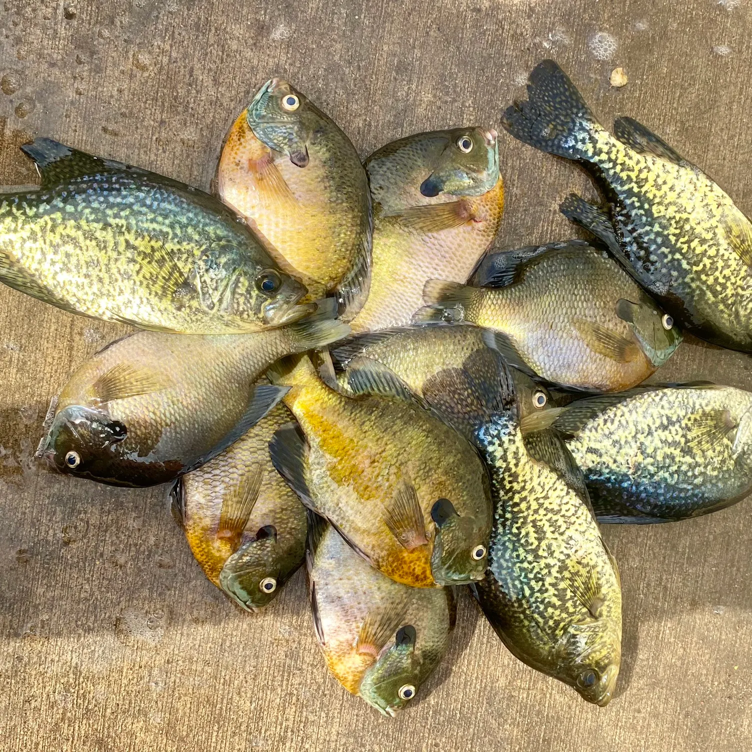 recently logged catches