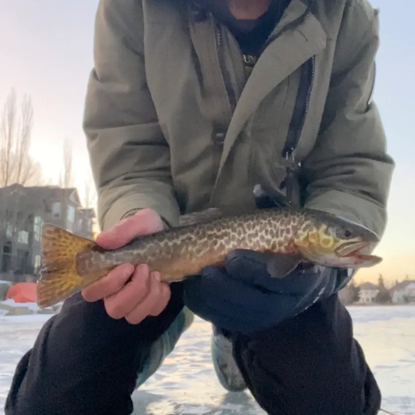 The most recent Tiger trout catches on Fishbrain
