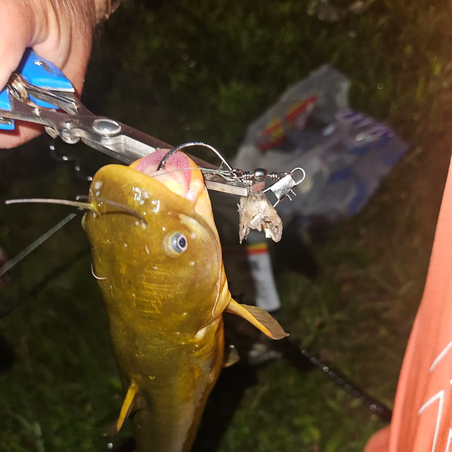 Yellow bullhead caught on Fishbrain