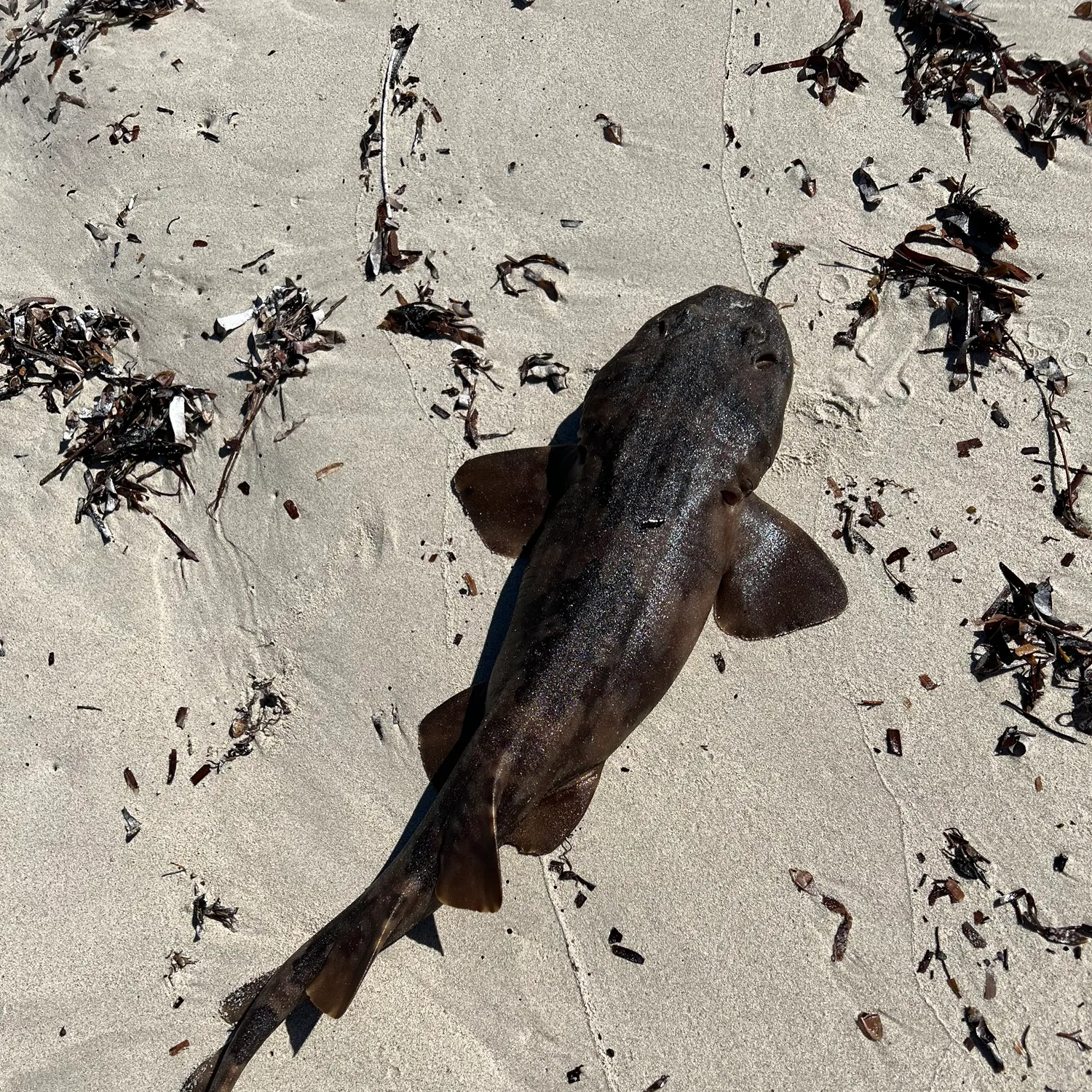 The most recent Gulf wobbegong catches on Fishbrain