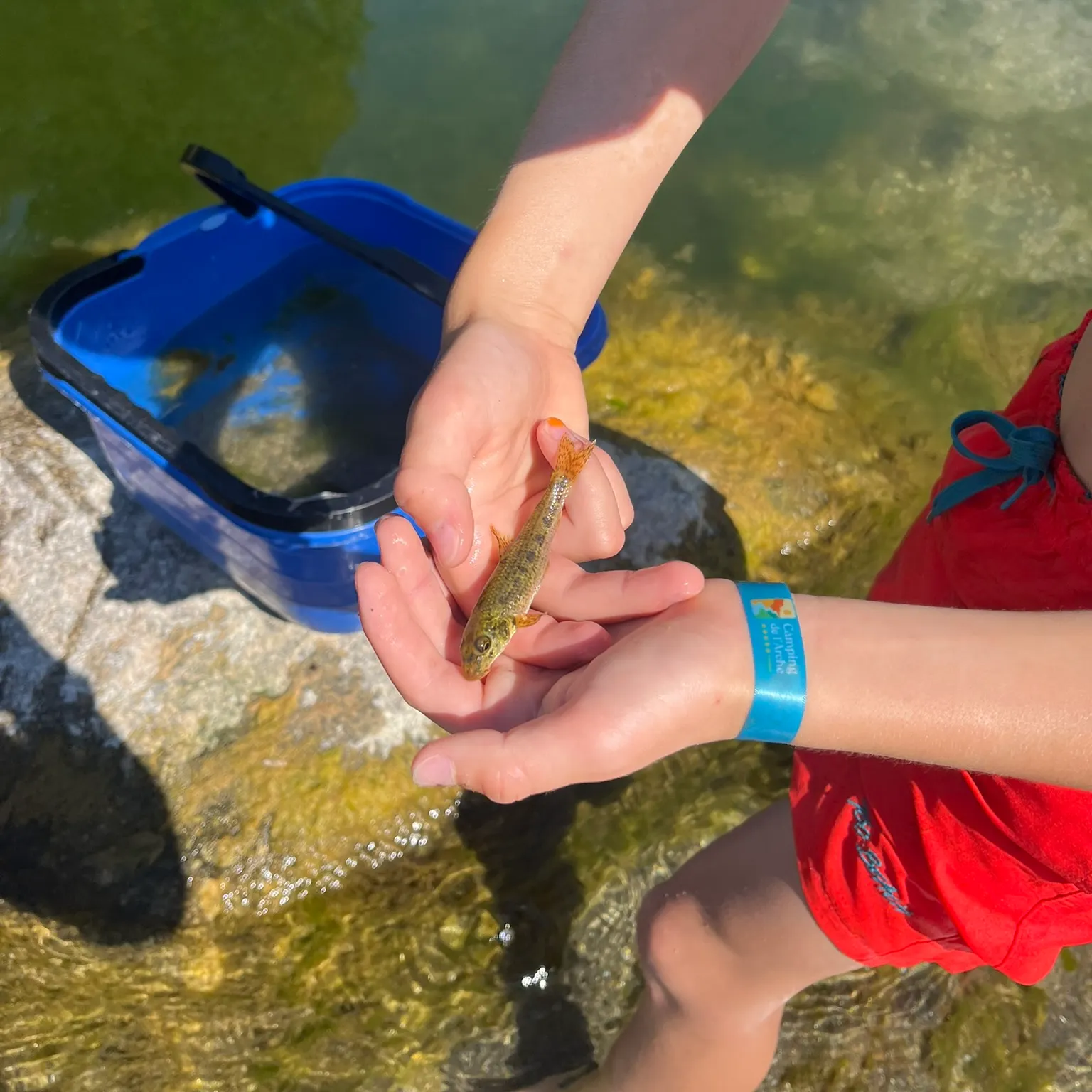 The most recent Gudgeon catches on Fishbrain