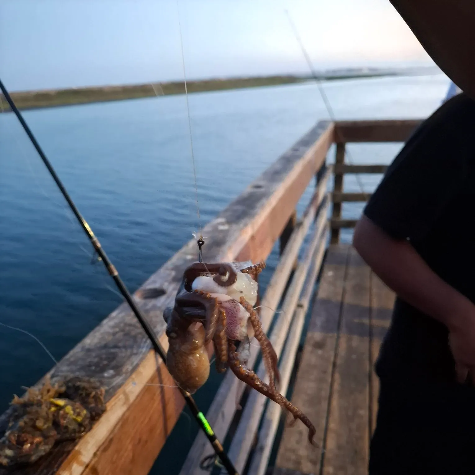 The most recent California two-spot octopus catches on Fishbrain