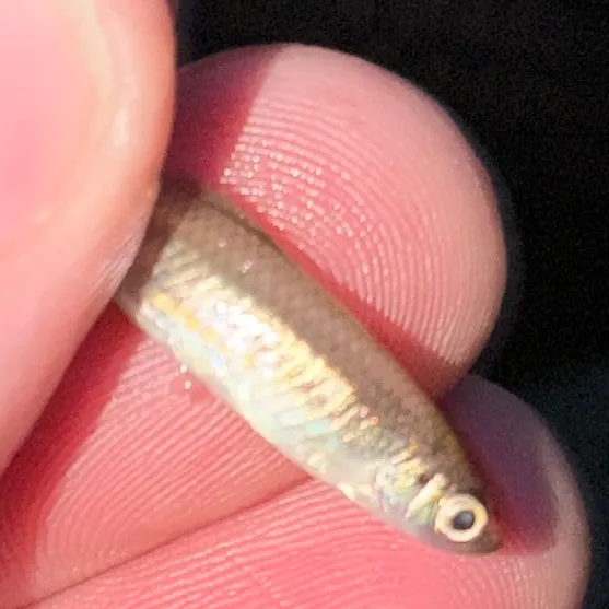 Emerald shiner caught on Fishbrain