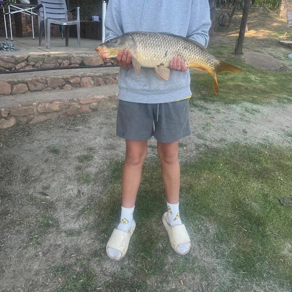 The most recent Common carp catches on Fishbrain