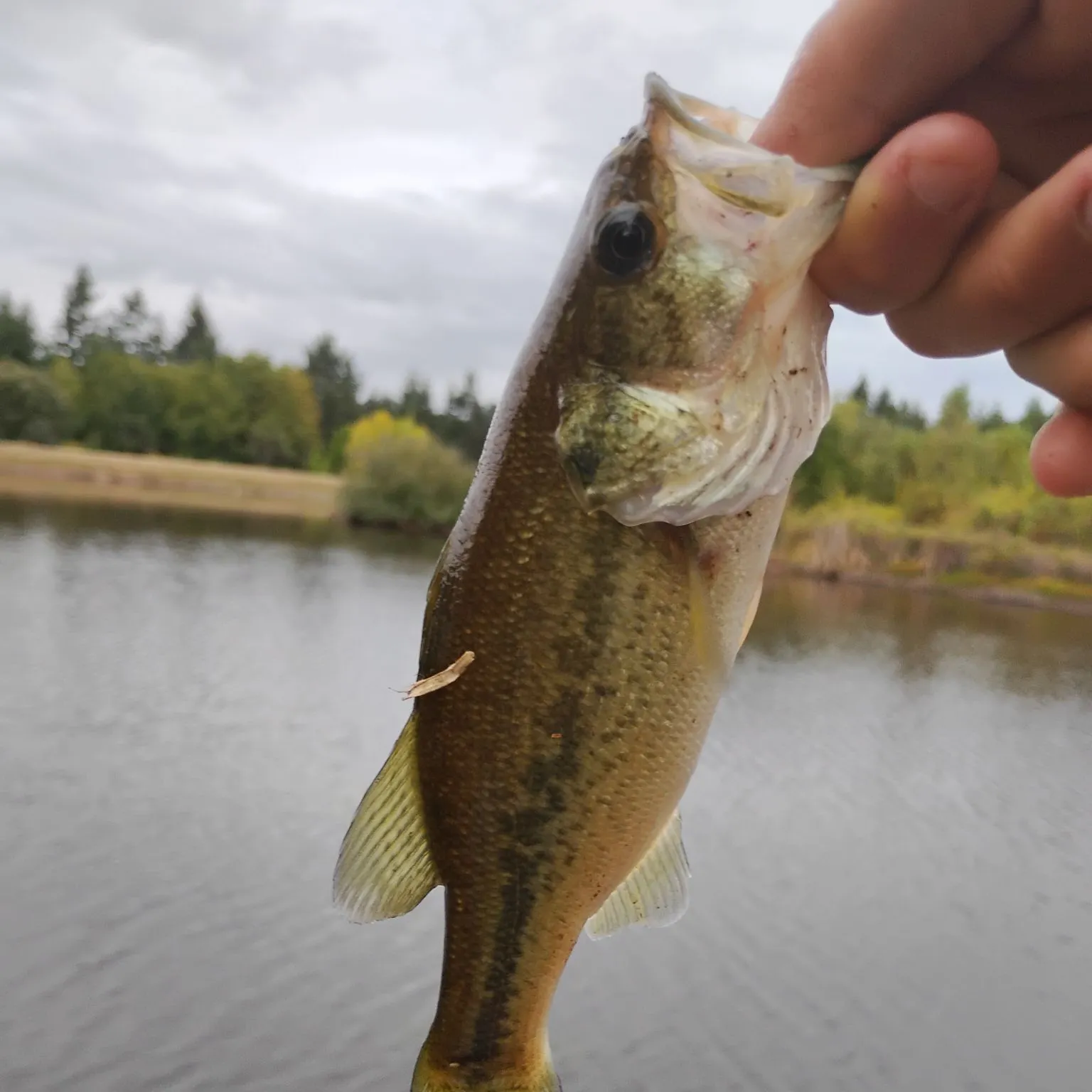 Fish caught on Fishbrain