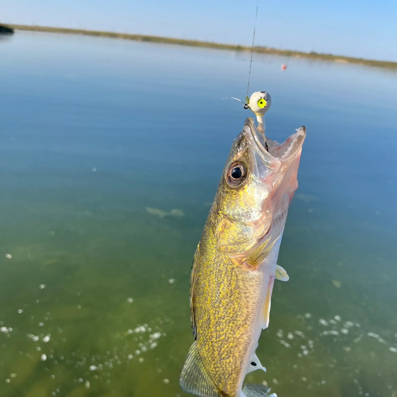 Walleye caught on Fishbrain