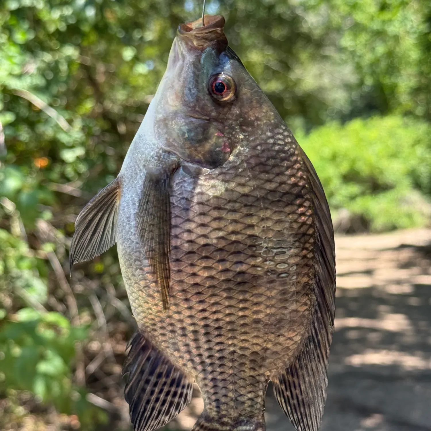 The most recent Blue tilapia catches on Fishbrain