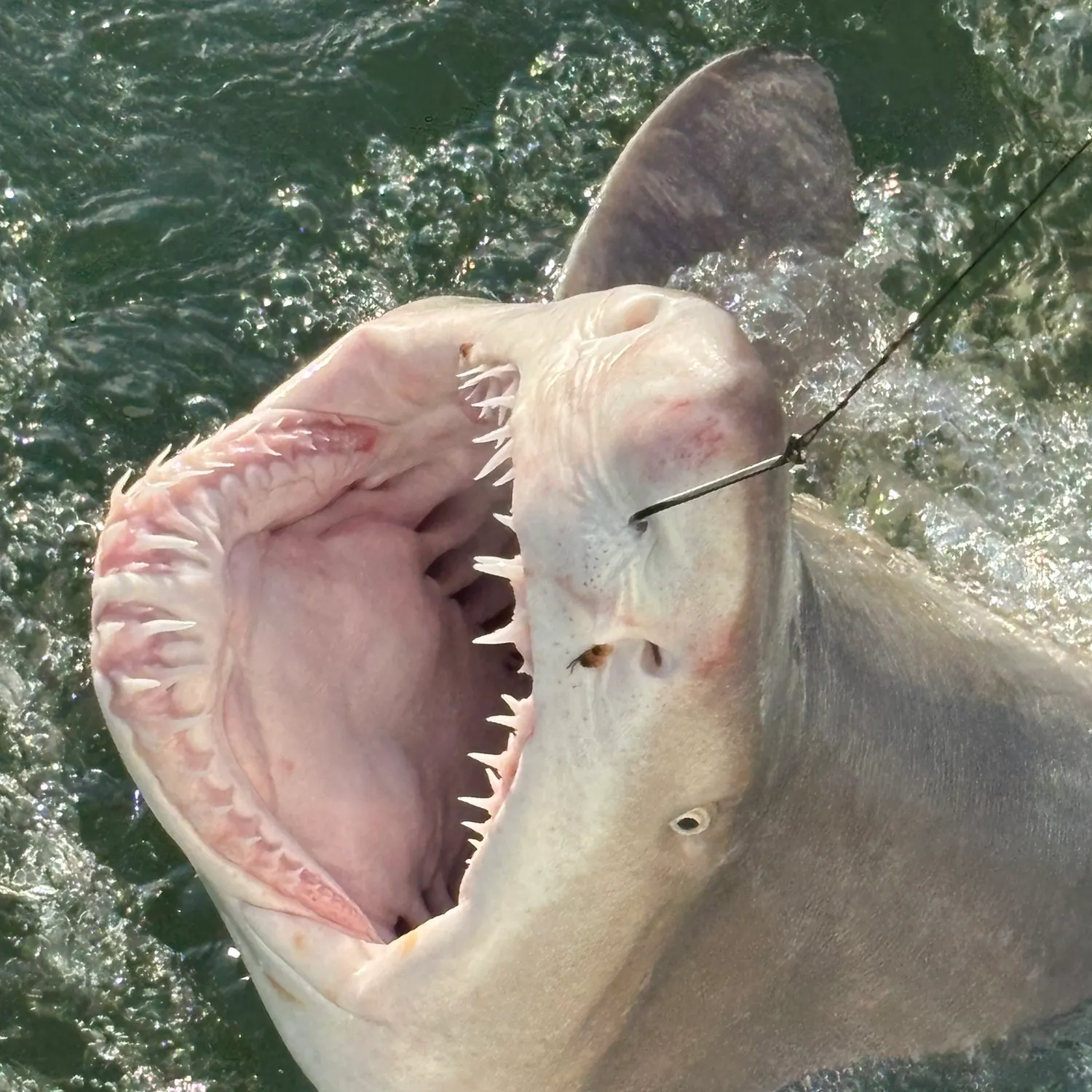 Sand tiger shark caught on Fishbrain