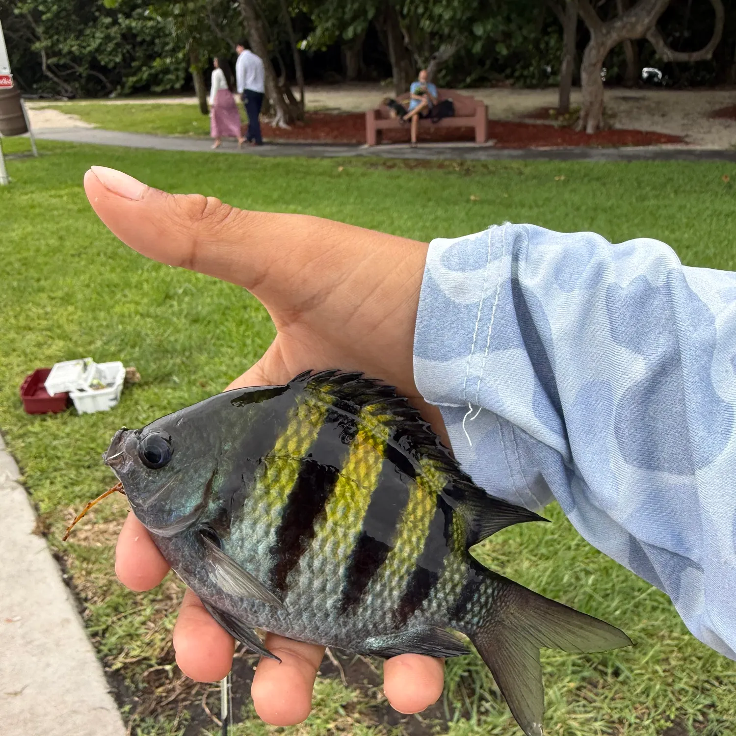 The most recent Panamic sergeant major catches on Fishbrain